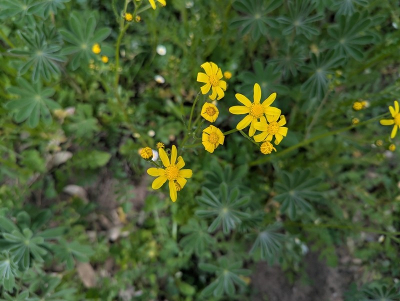 Senecio condylus photo 5
