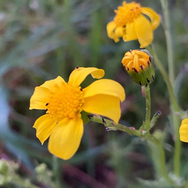 Senecio condylus photo 6