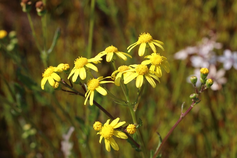 Senecio condylus photo 7