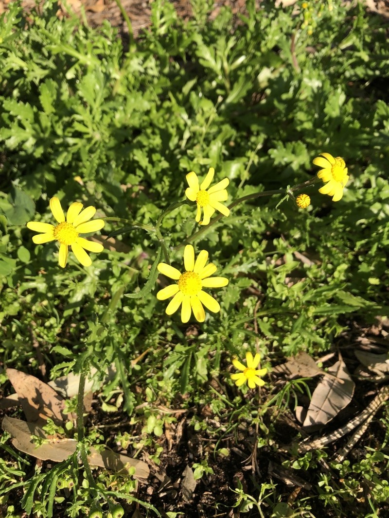 Senecio condylus photo 8