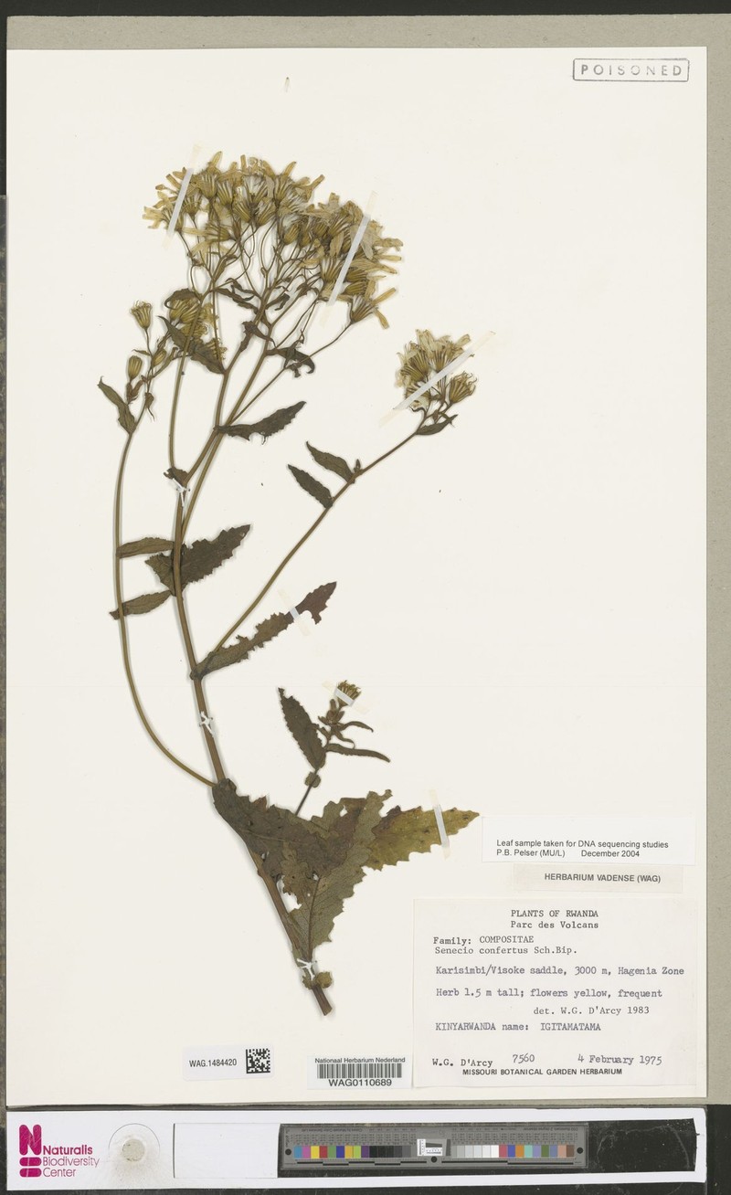 Senecio confertus
