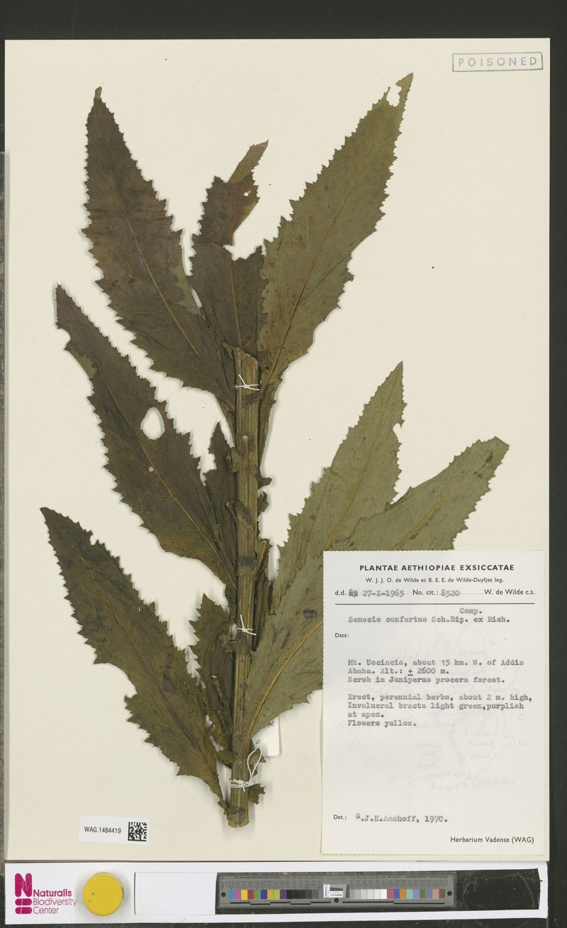 Senecio confertus photo 2