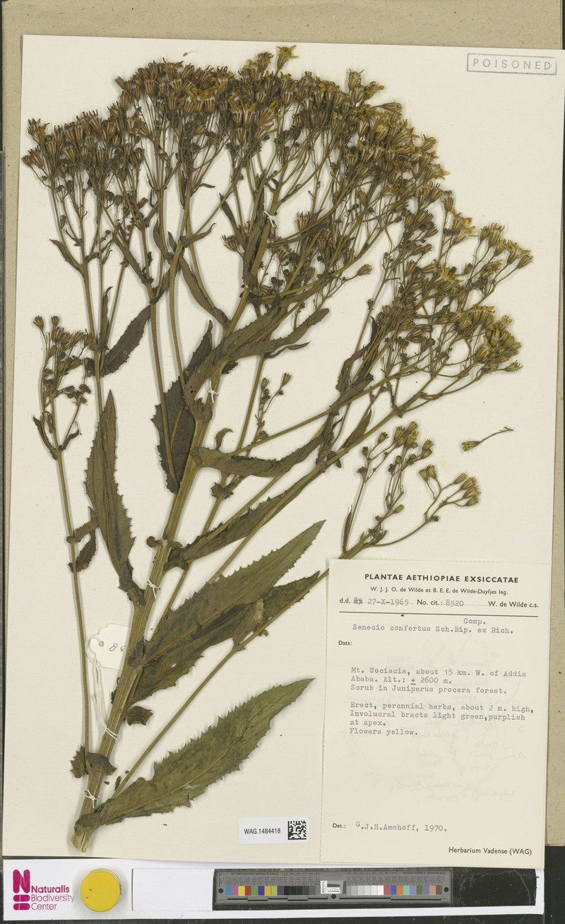 Senecio confertus photo 3