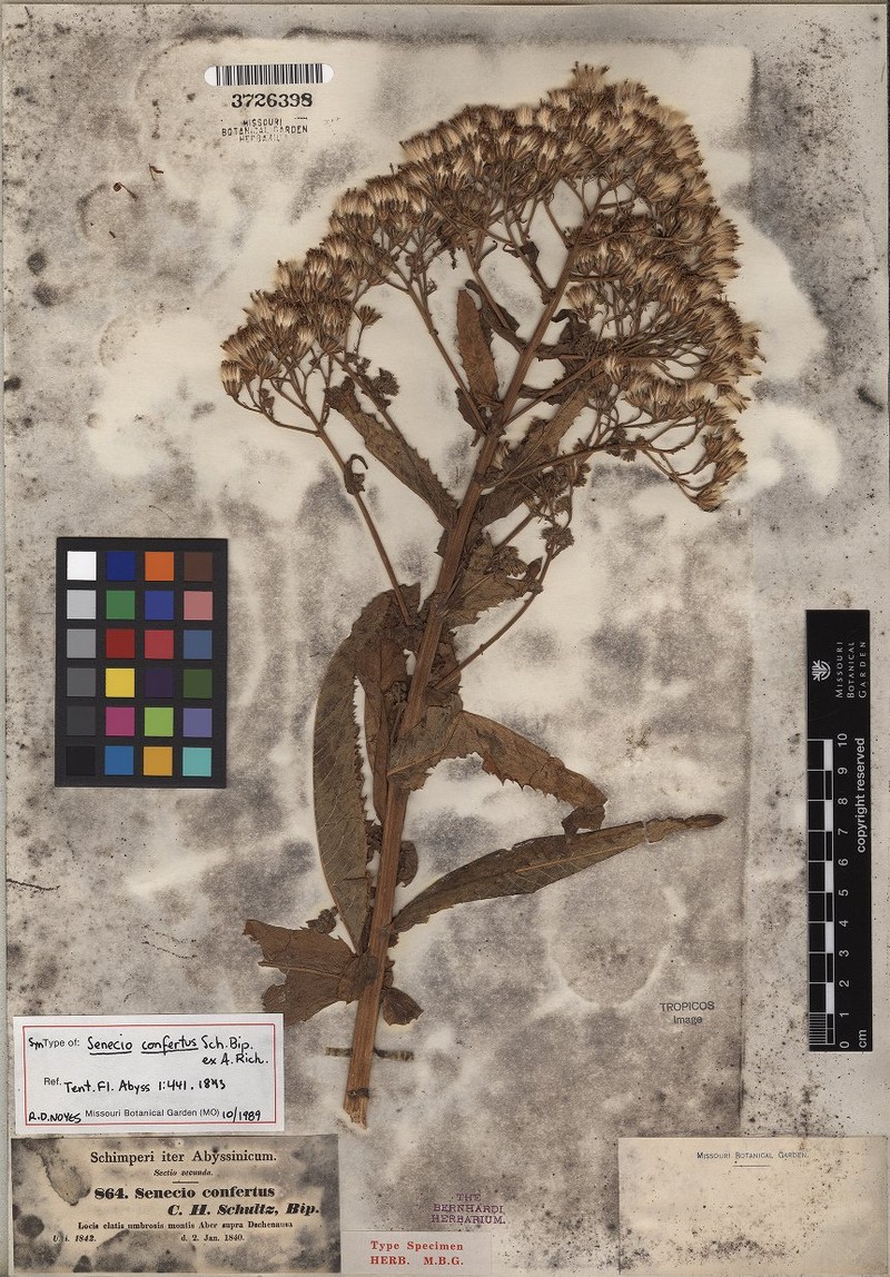 Senecio confertus photo 4