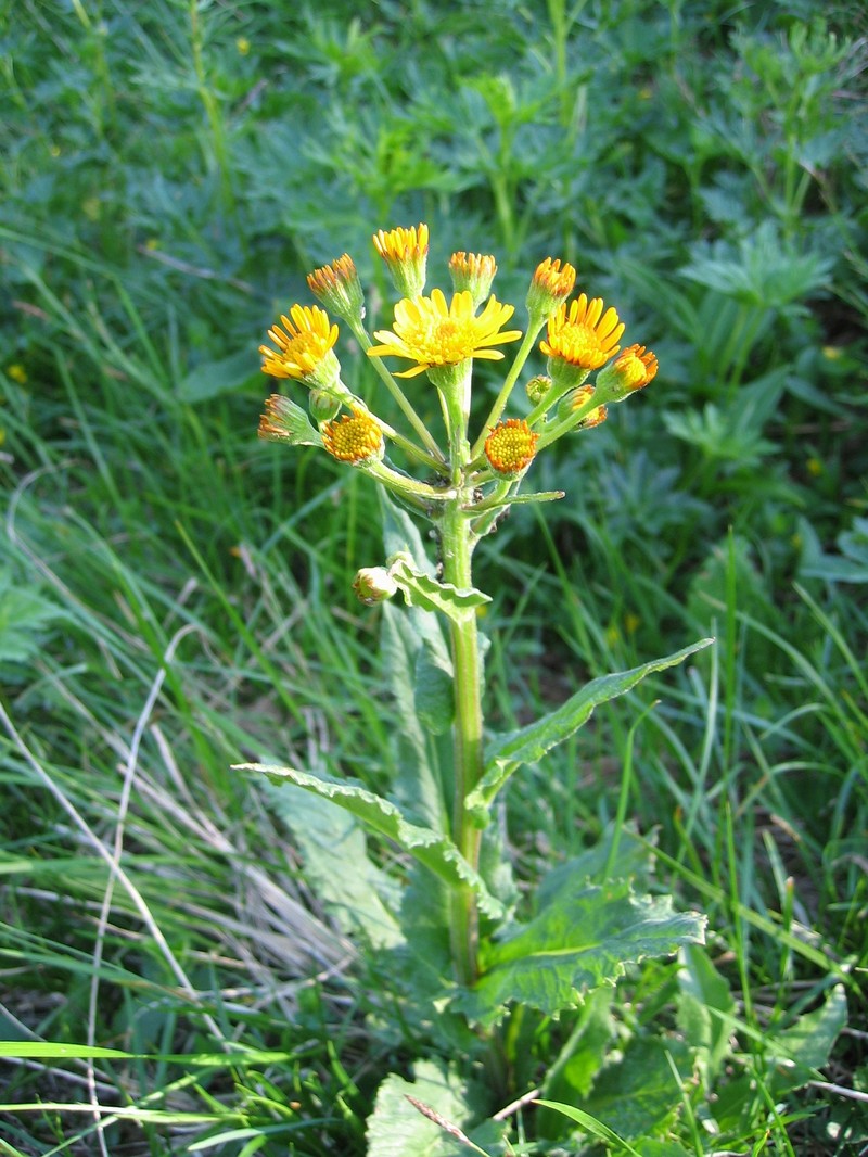 Marsh Fleabane
