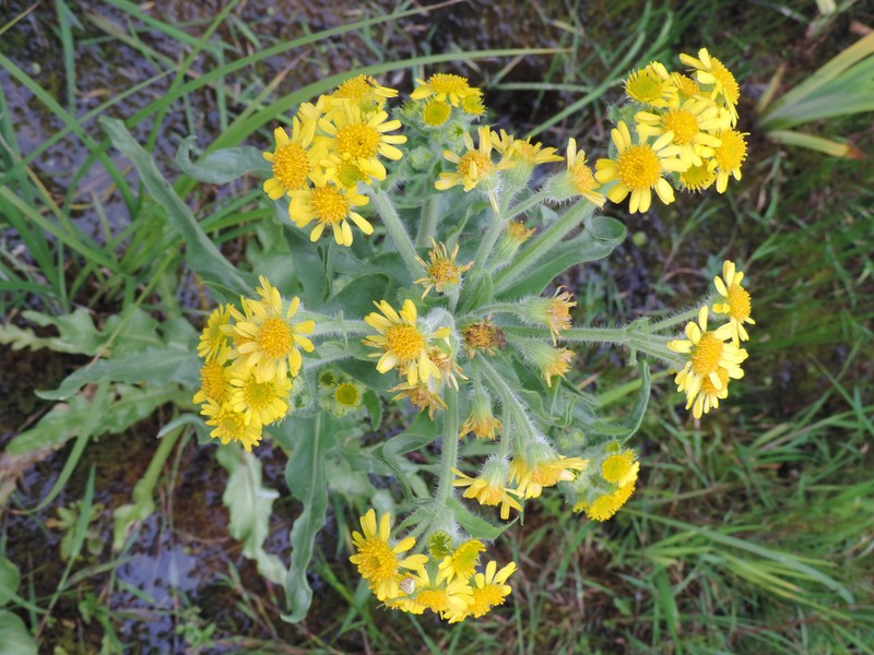 Marsh Fleabane photo 2