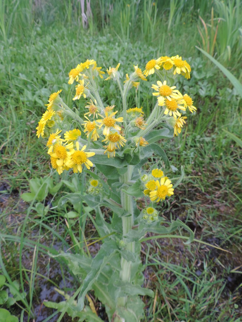Marsh Fleabane photo 3