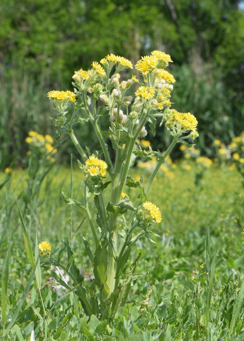 Marsh Fleabane photo 4