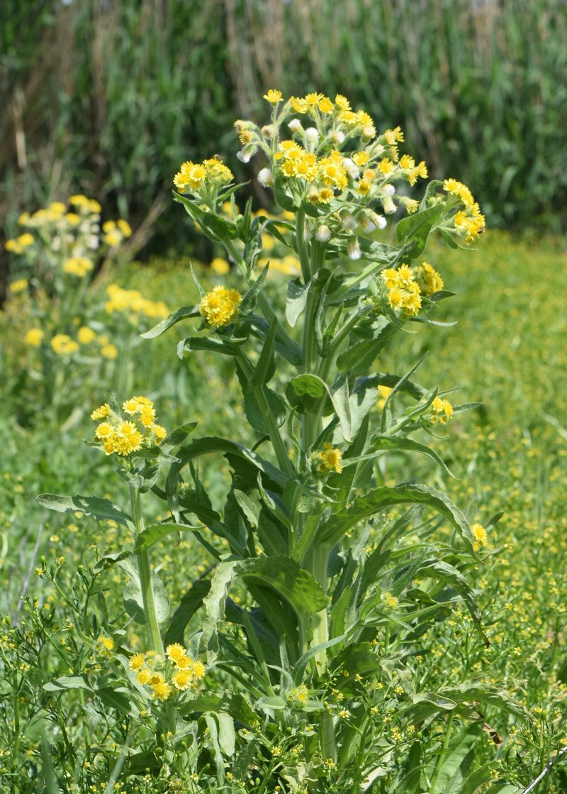 Marsh Fleabane photo 5