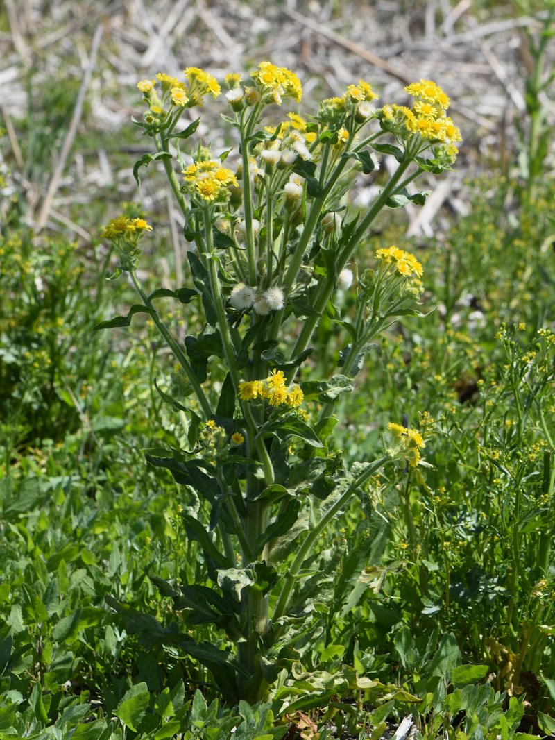 Marsh Fleabane photo 6