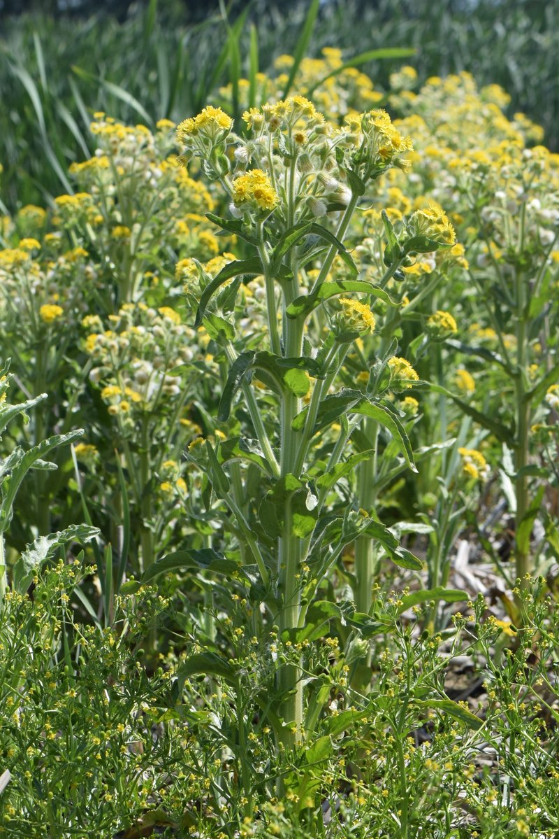 Marsh Fleabane photo 7
