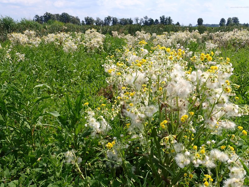 Marsh Fleabane photo 8