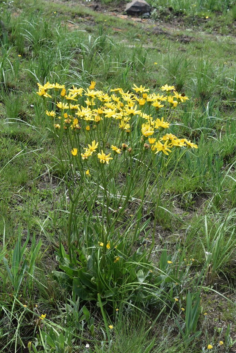 Senecio conrathii