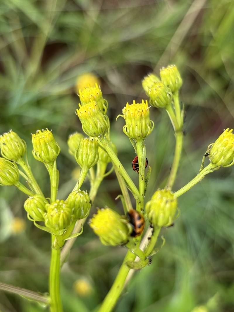 Senecio conrathii photo 2