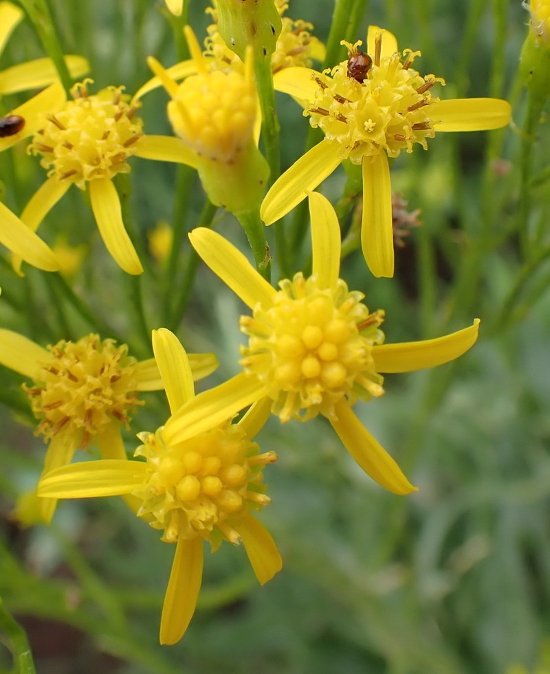 Senecio conrathii photo 3