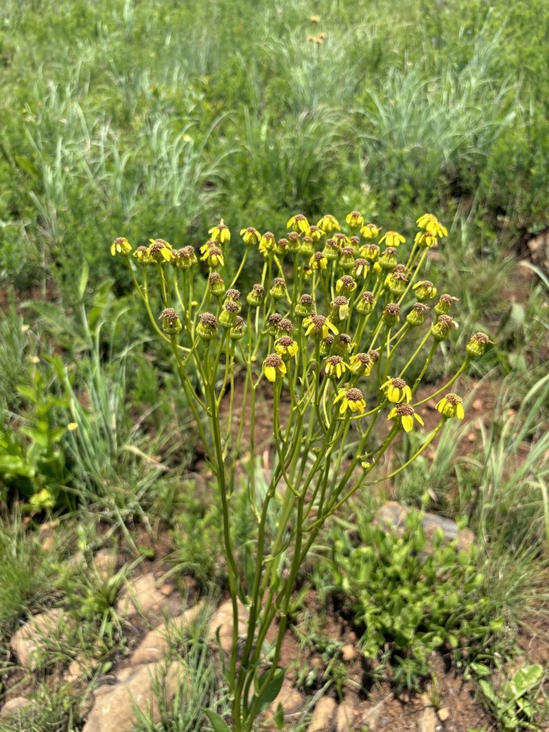 Senecio conrathii photo 4