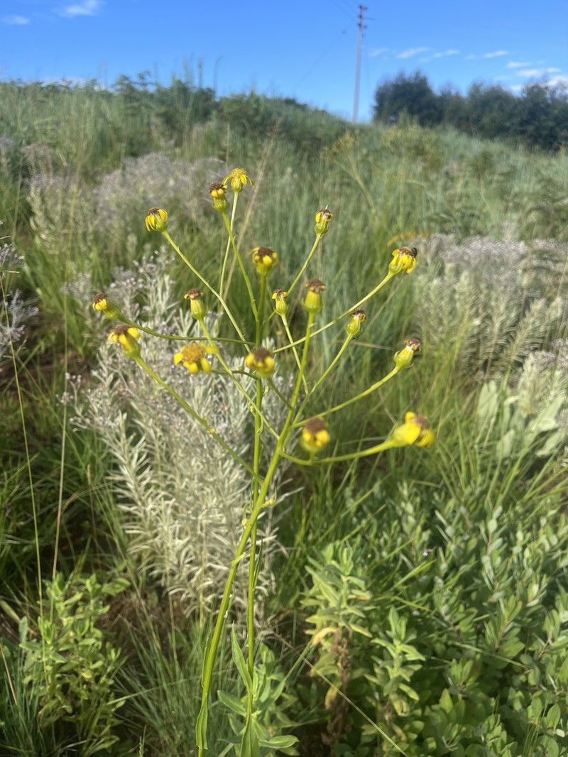 Senecio conrathii photo 5