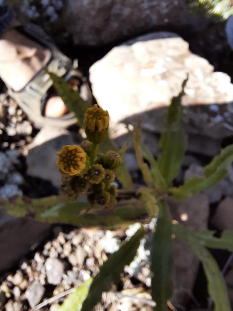 Senecio conrathii photo 6