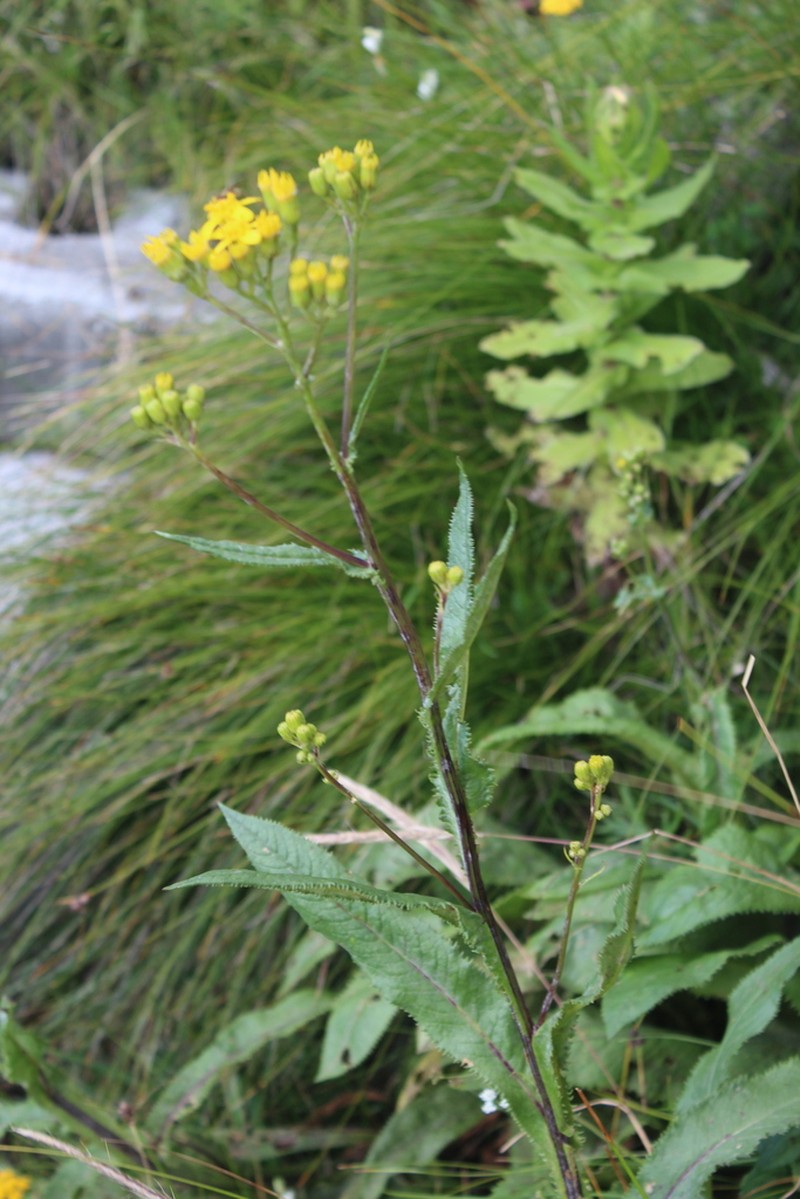 Senecio conrathii photo 7