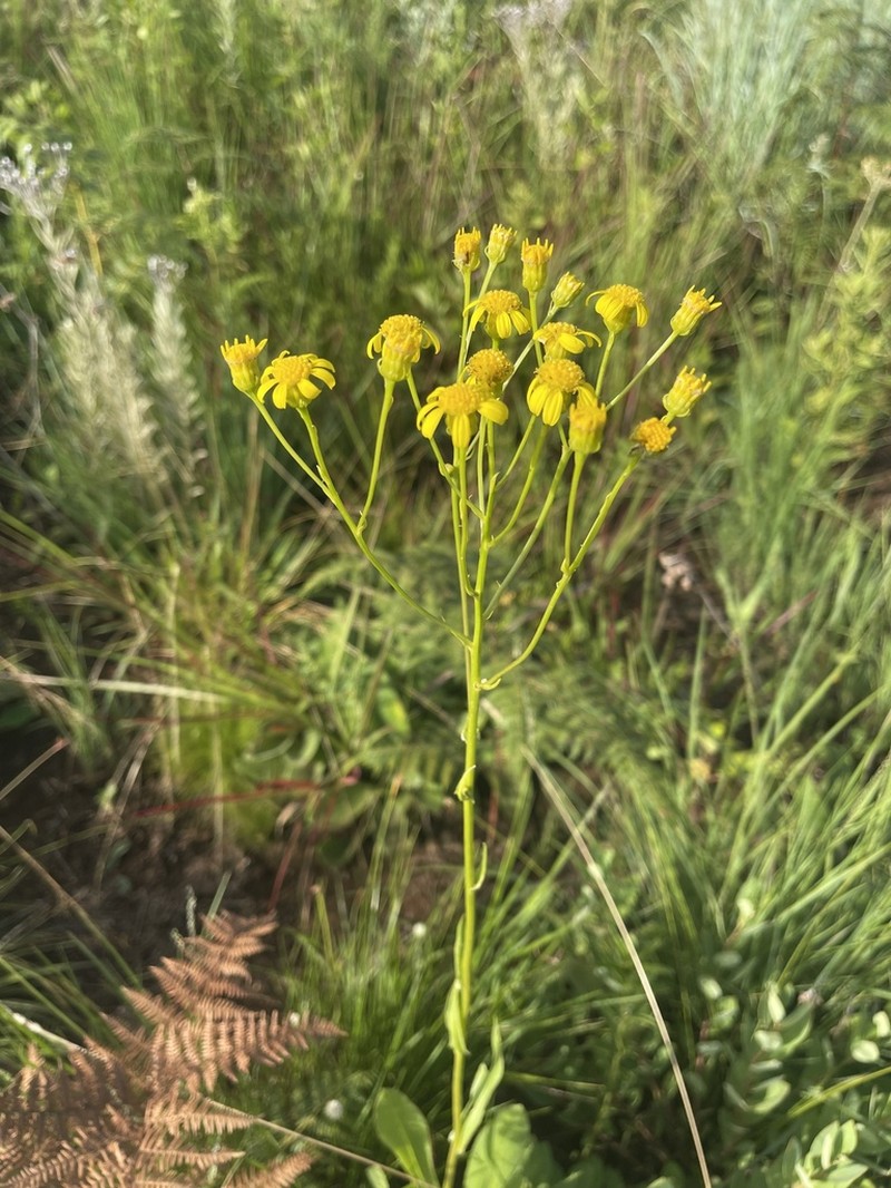 Senecio conrathii photo 8
