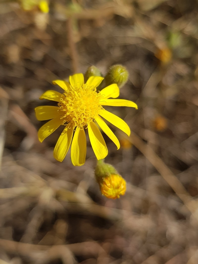Senecio consanguineus