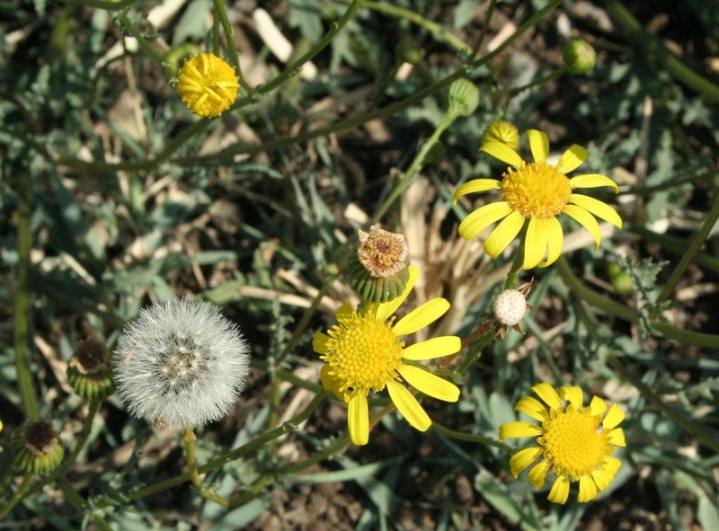 Senecio consanguineus photo 2