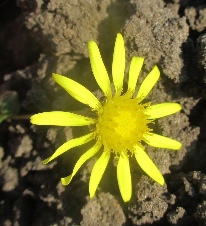 Senecio consanguineus photo 3