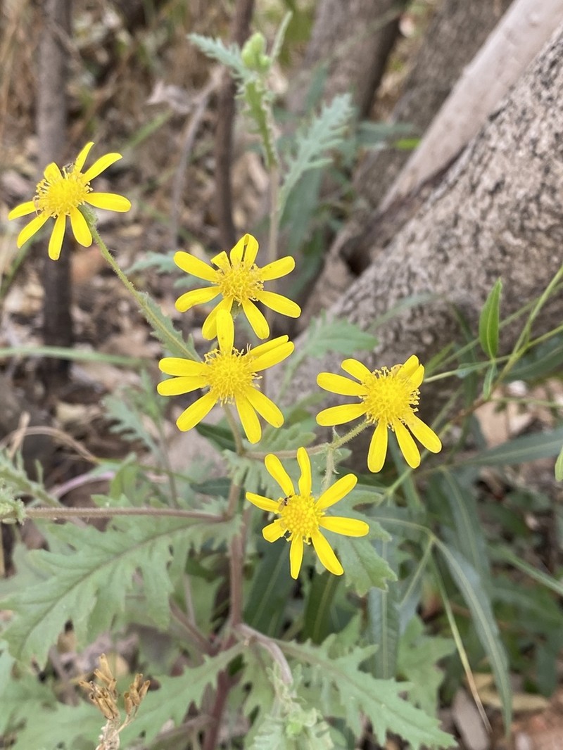 Senecio consanguineus photo 4