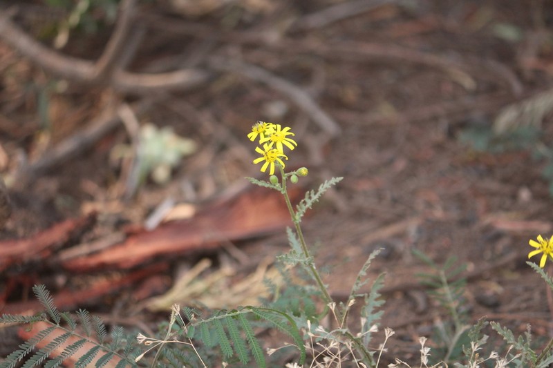 Senecio consanguineus photo 5