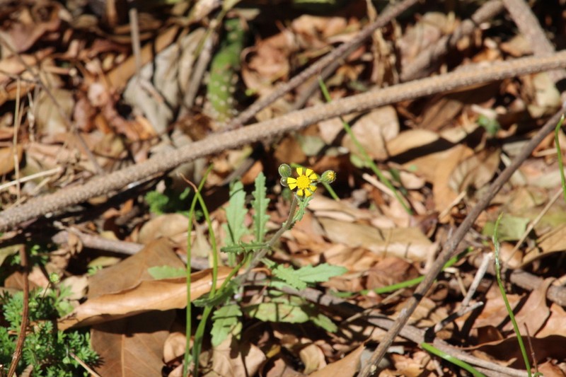 Senecio consanguineus photo 6