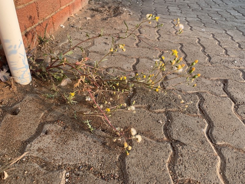Senecio consanguineus photo 8