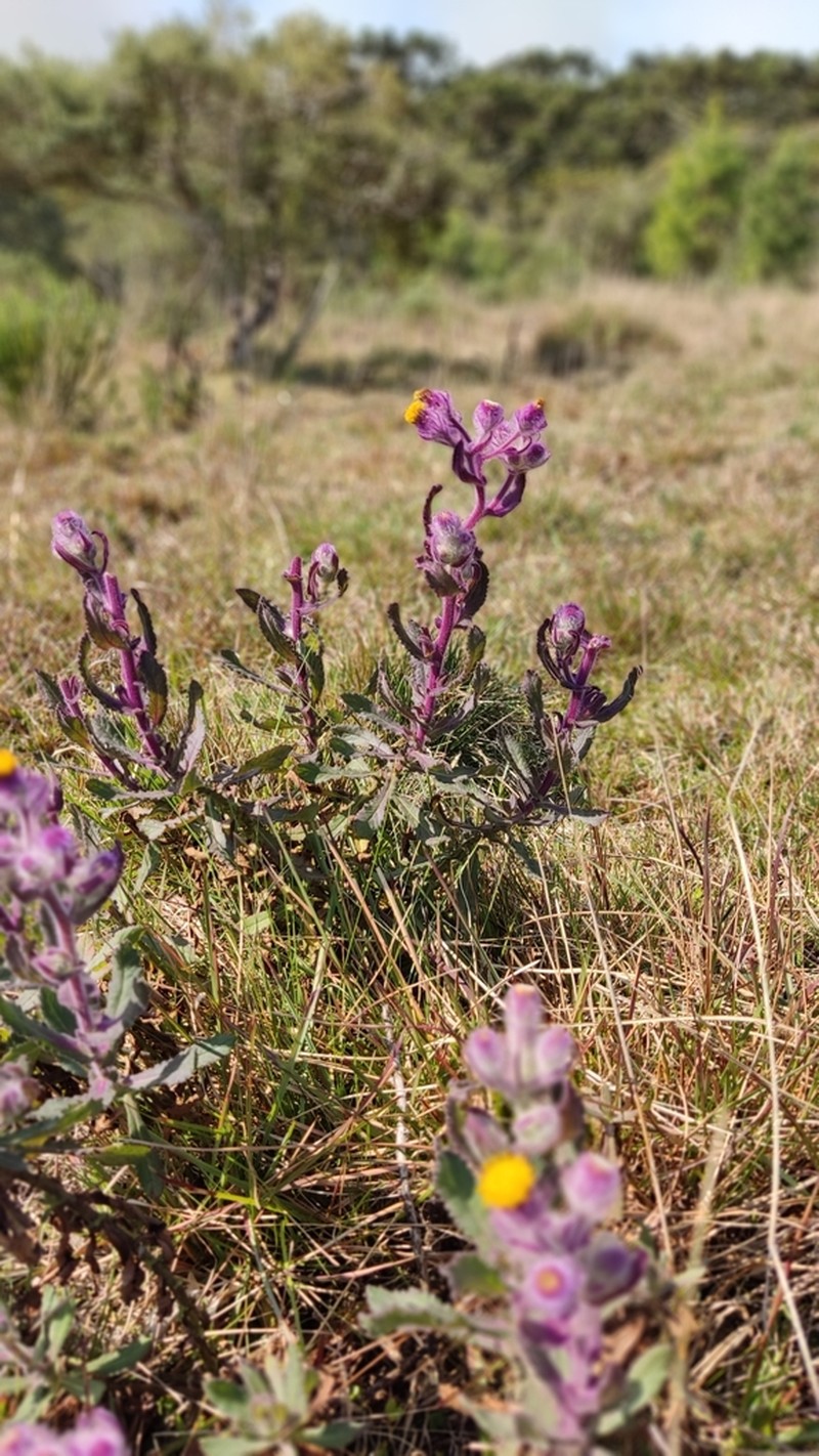 Senecio conyzifolius