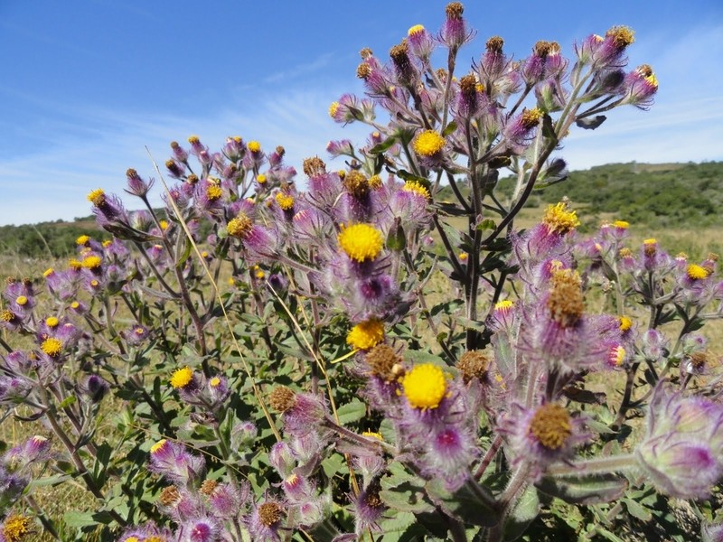Senecio conyzifolius photo 2