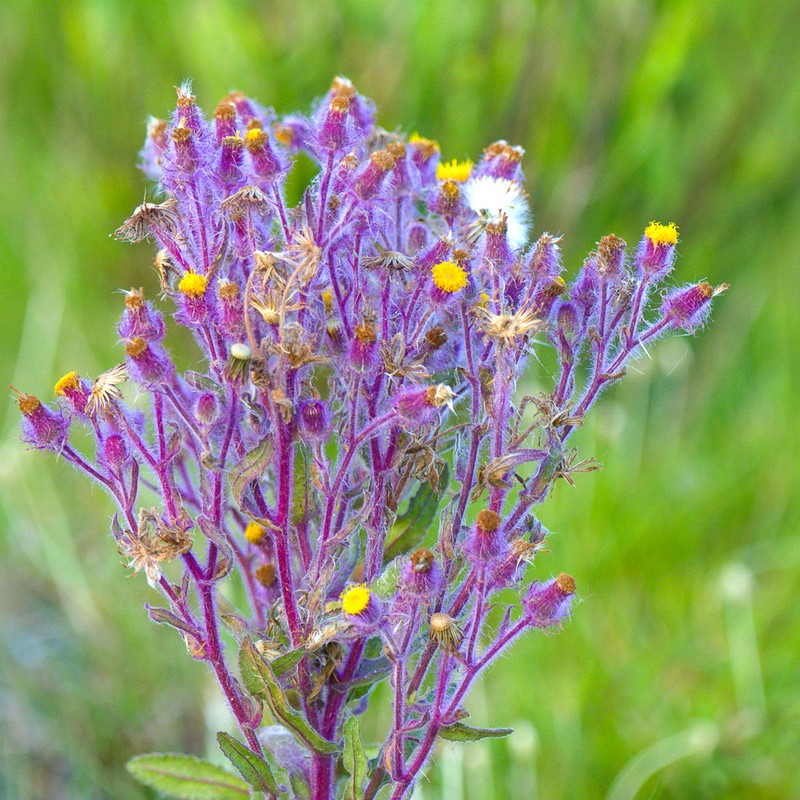 Senecio conyzifolius photo 3