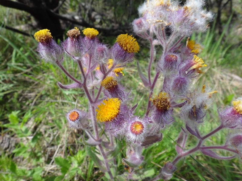 Senecio conyzifolius photo 4