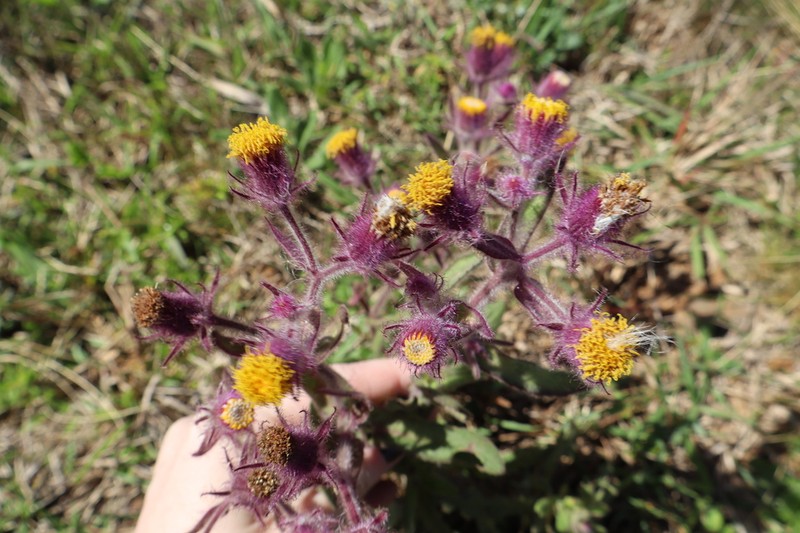 Senecio conyzifolius photo 5