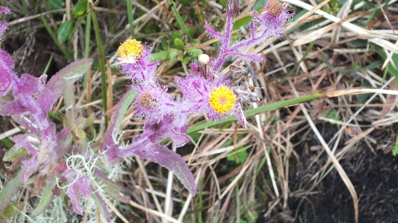 Senecio conyzifolius photo 7