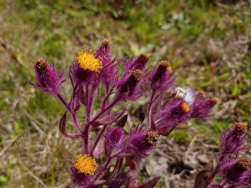 Senecio conyzifolius photo 8