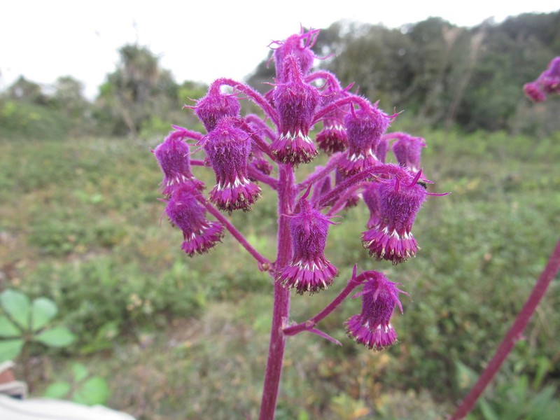 Senecio conzattii