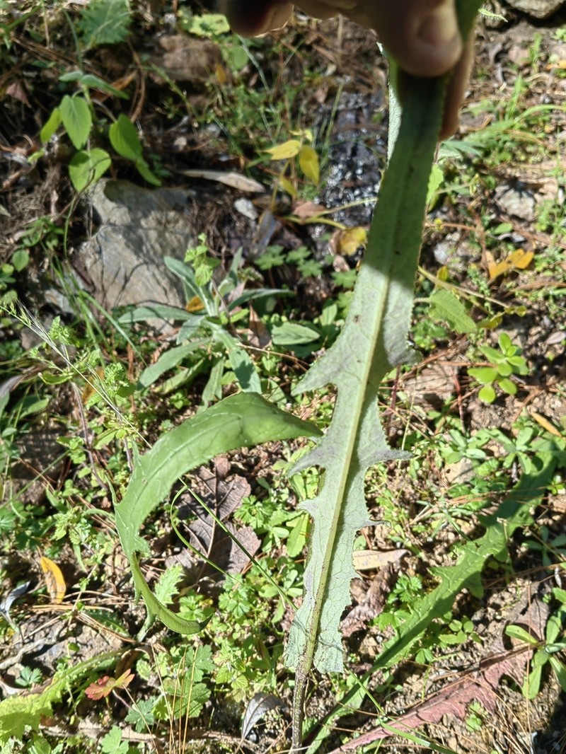 Senecio conzattii photo 2