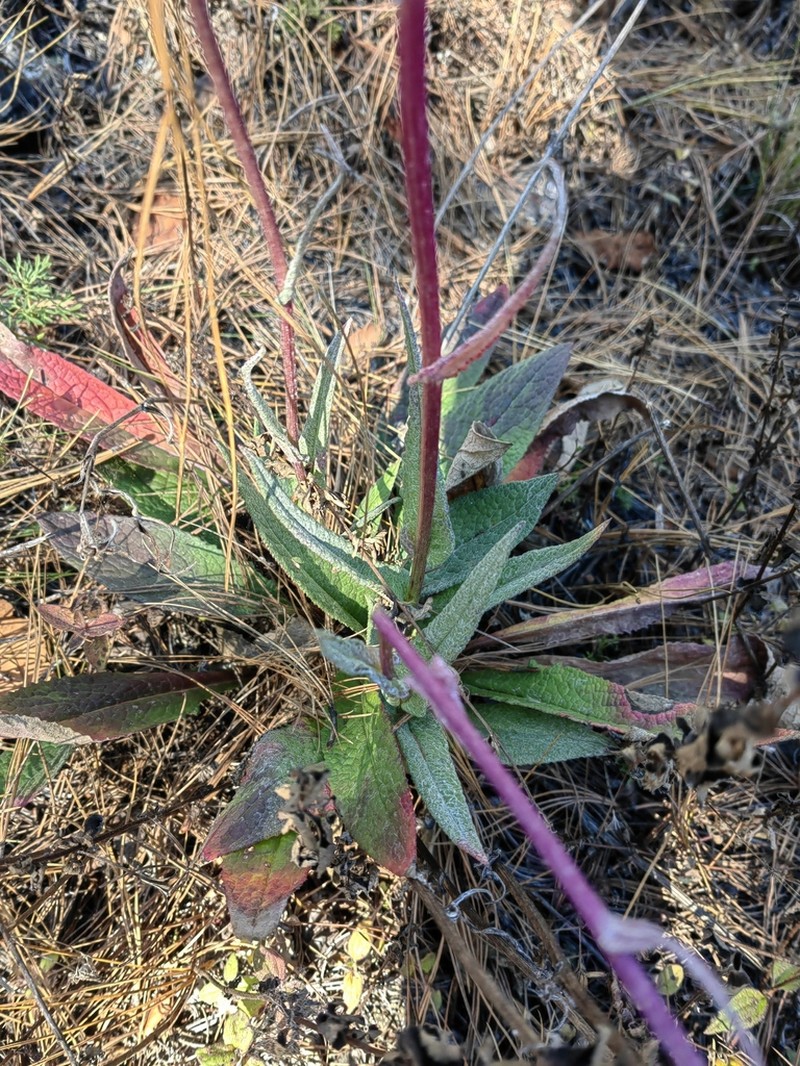 Senecio conzattii photo 3
