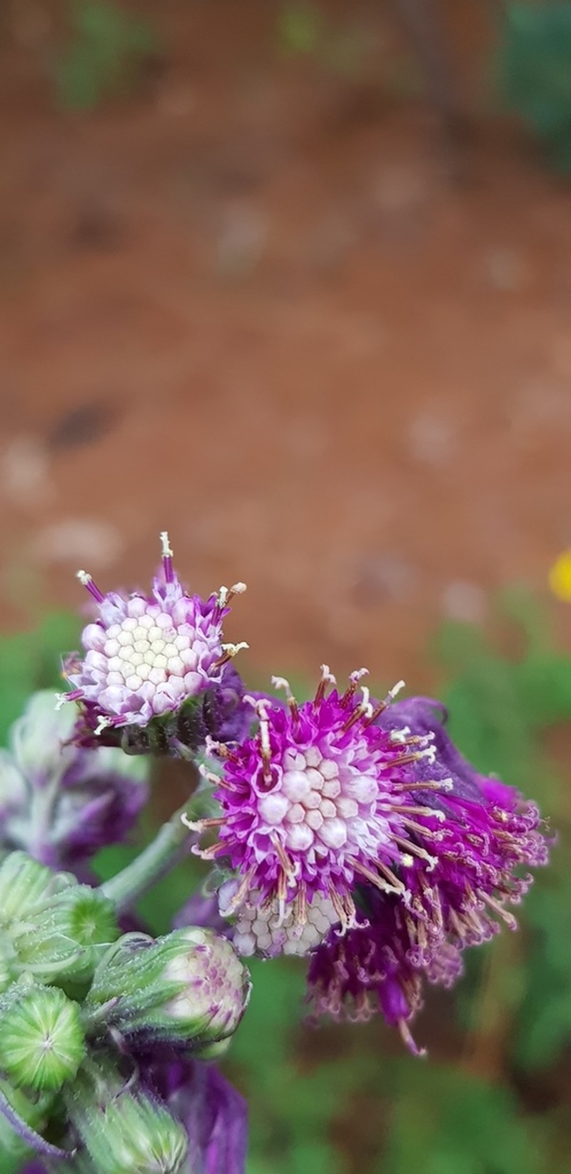 Senecio conzattii photo 4