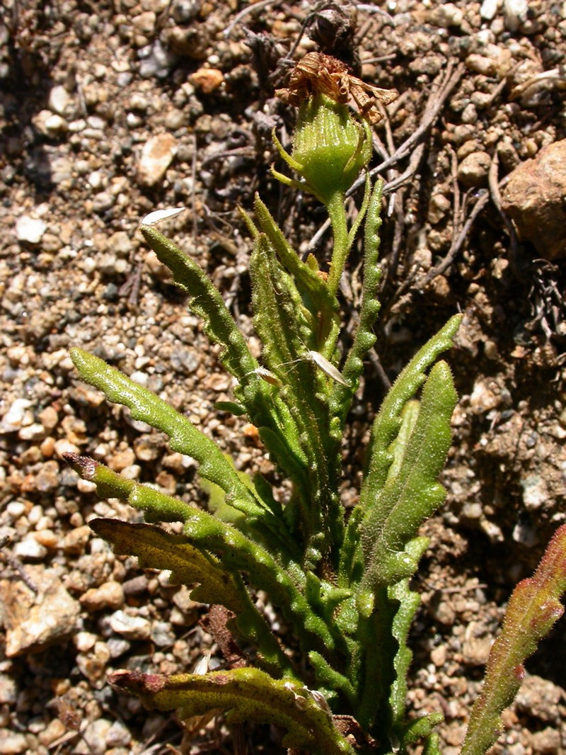 Senecio coquimbensis
