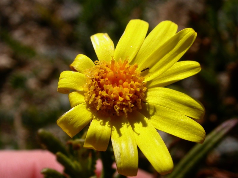 Senecio coquimbensis photo 2