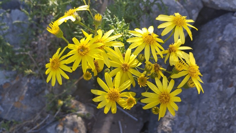Senecio coquimbensis photo 3