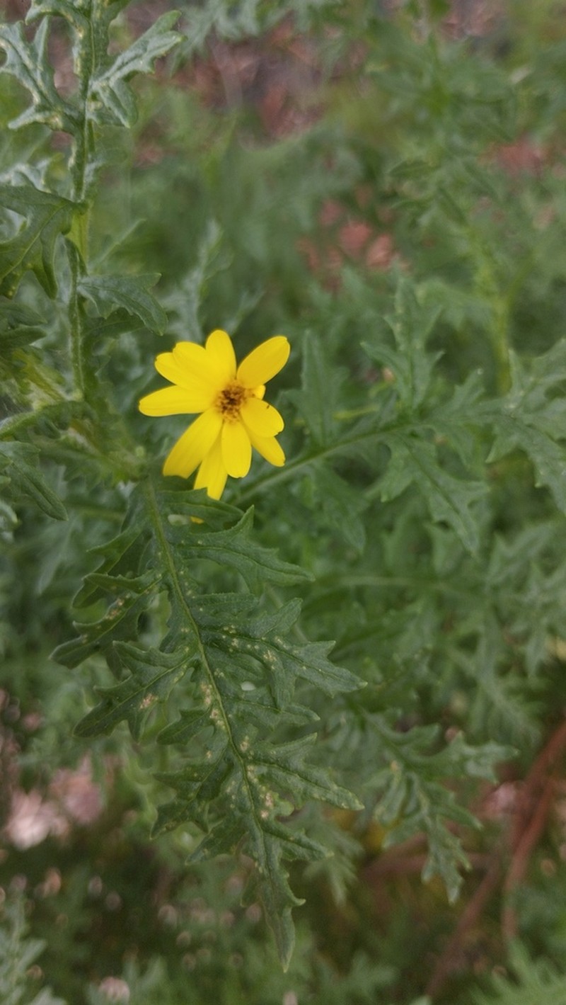 Senecio coquimbensis photo 4