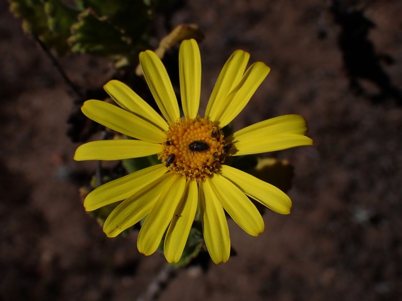 Senecio coquimbensis photo 5