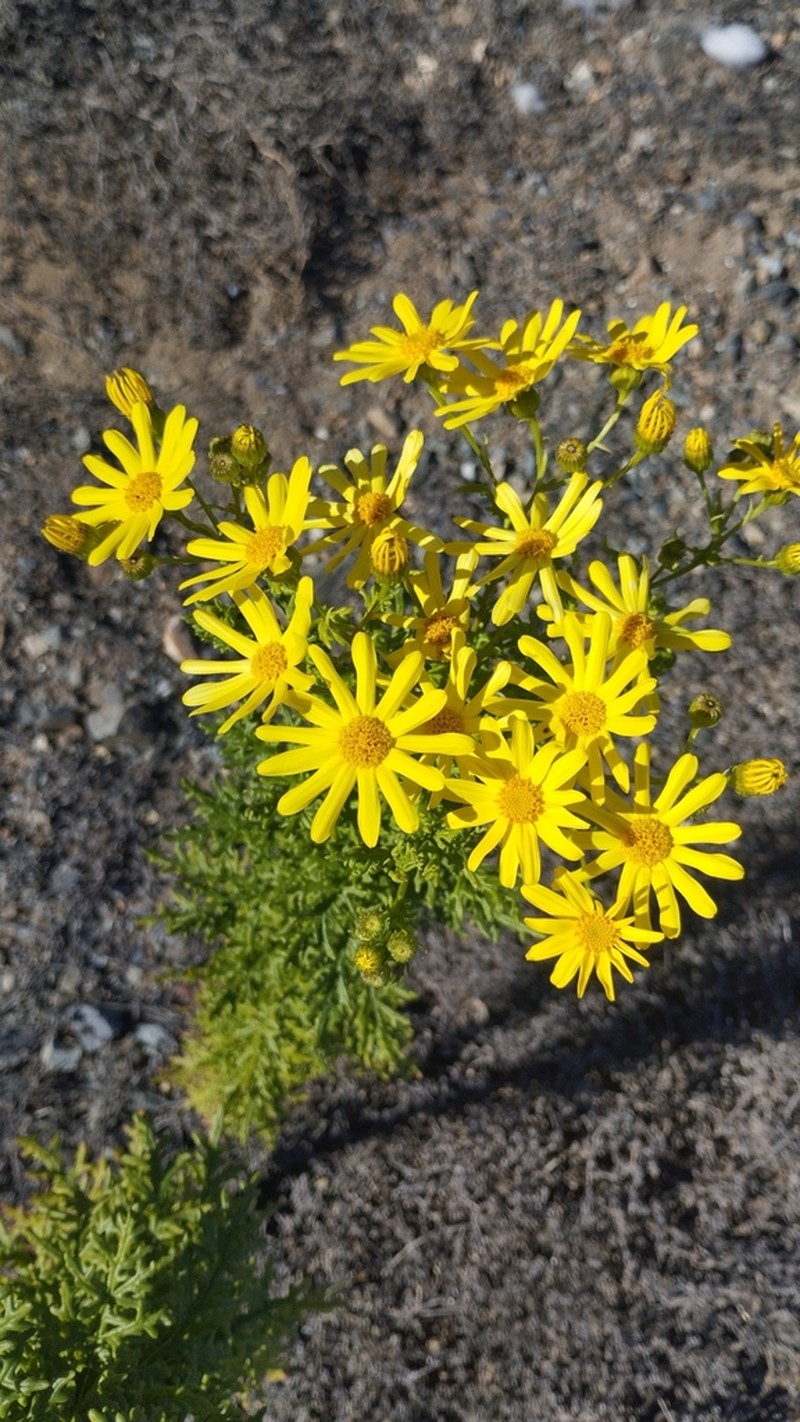 Senecio coquimbensis photo 6