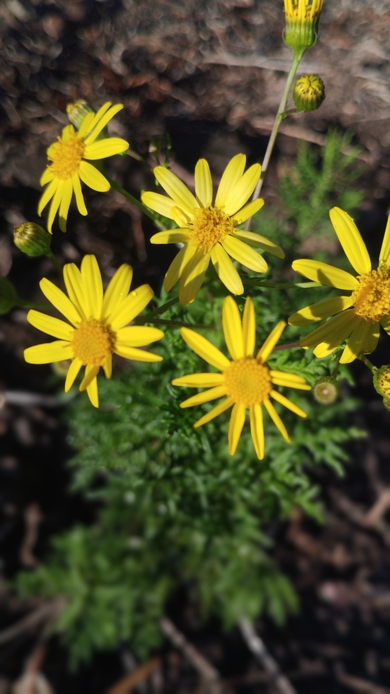 Senecio coquimbensis photo 7