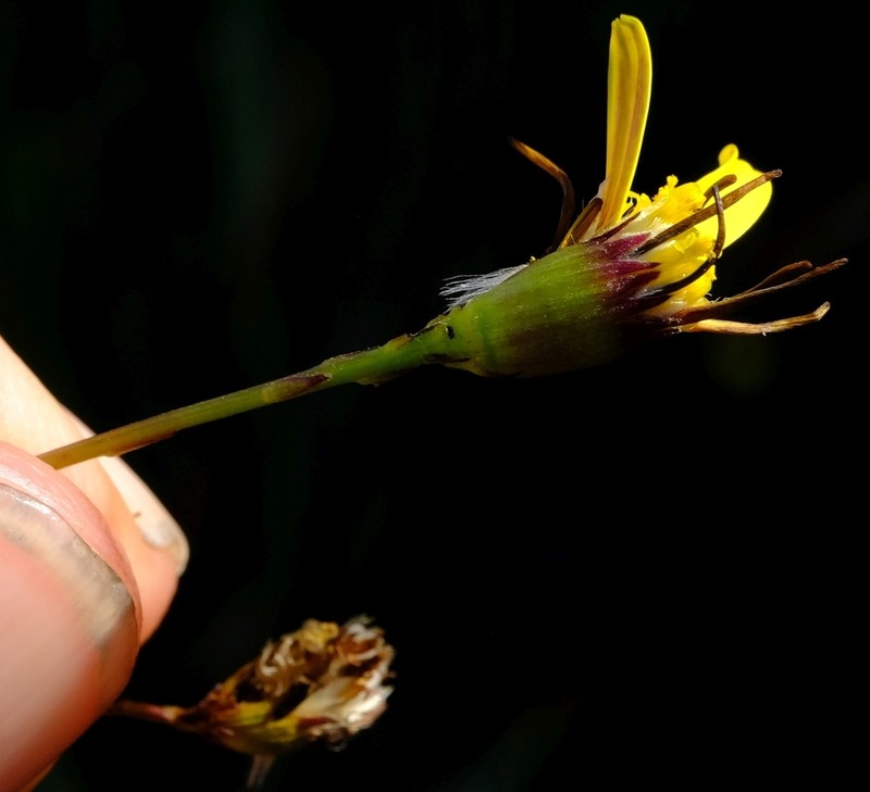 Senecio cordifolius